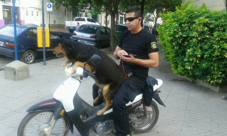 dog